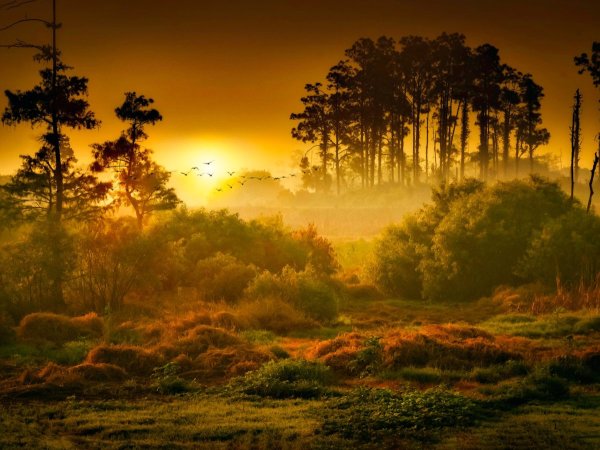 Рассвет в лесу