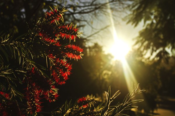 Солнце елка