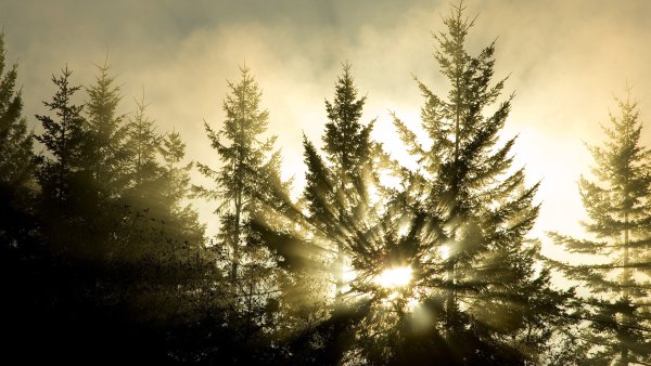 Макушки деревьев