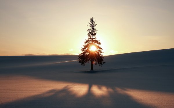 Сосны зима солнце