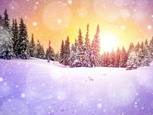 Волшебный зимний лес