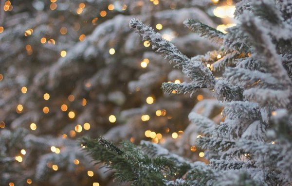 Зимние растения