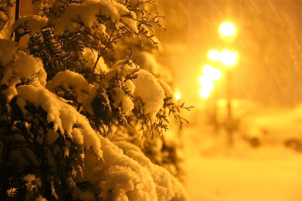 В новогоднем лесу