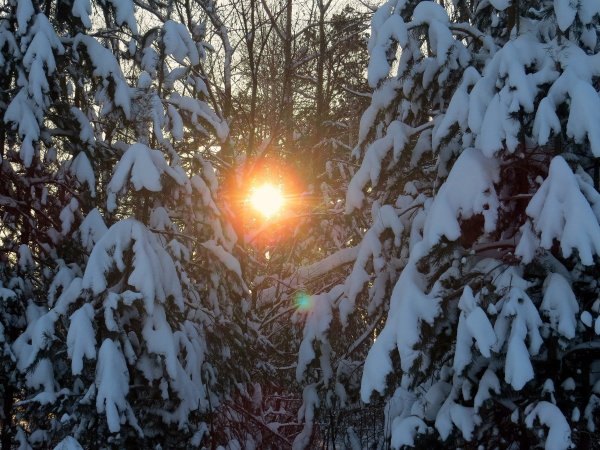Рассвет в зимнем лесу
