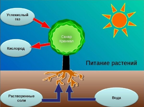 Завтрак на природе