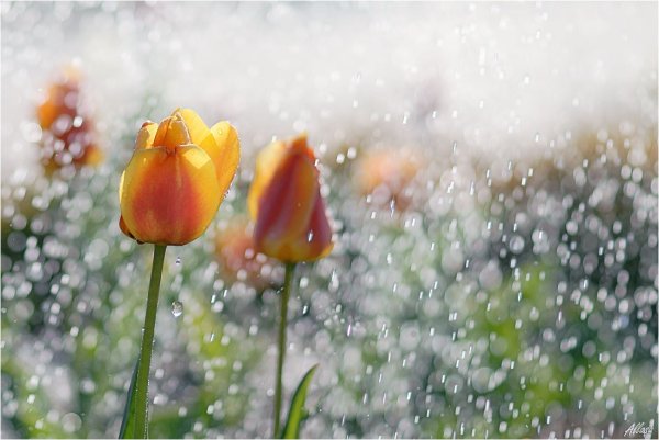 Весна капель