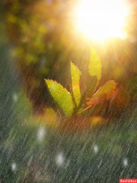 Весенний дождь и цветущие деревья