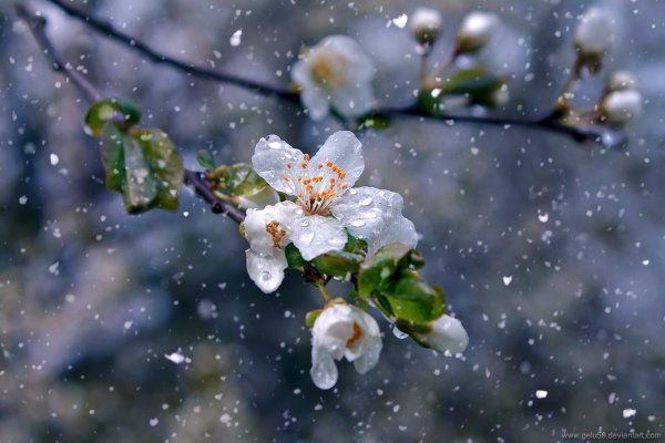 Лучи солнца сквозь листву