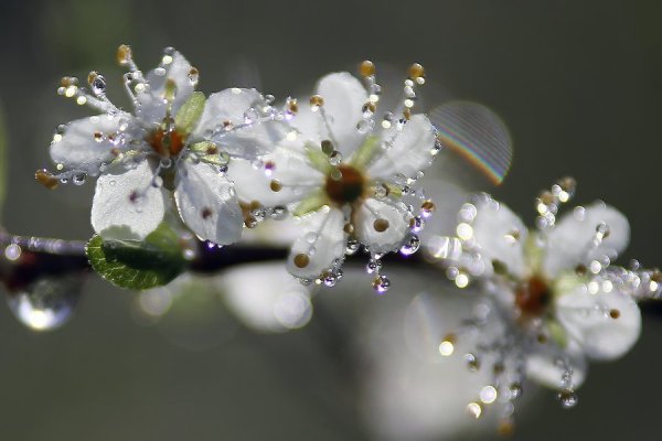 Дождливое утро в саду
