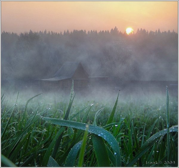 Природа цветы