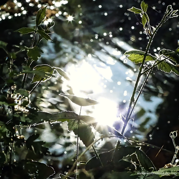 Весенняя капель