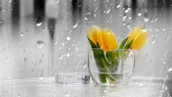 Летний дождь