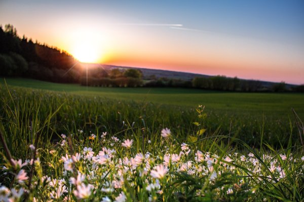 Поле рассвет трава