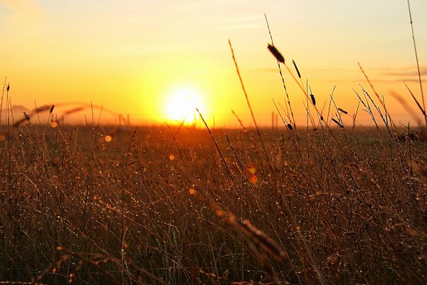 Закат в поле