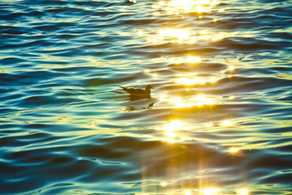 Солнечные блики на воде
