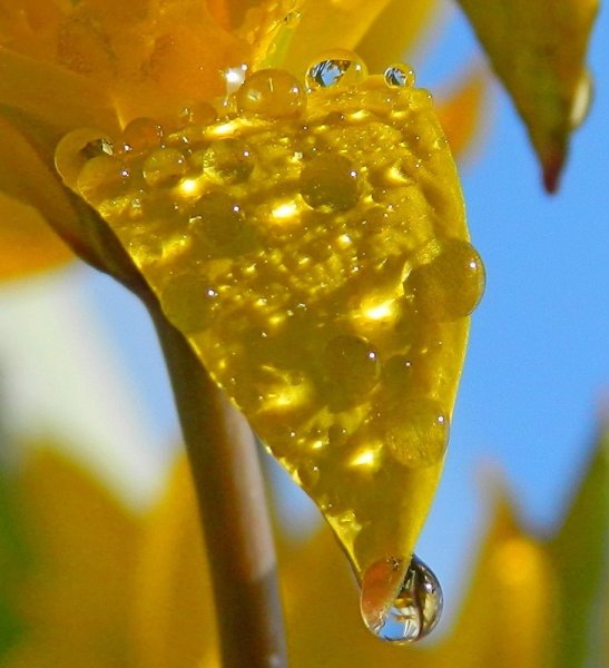 Солнце в каплях росы