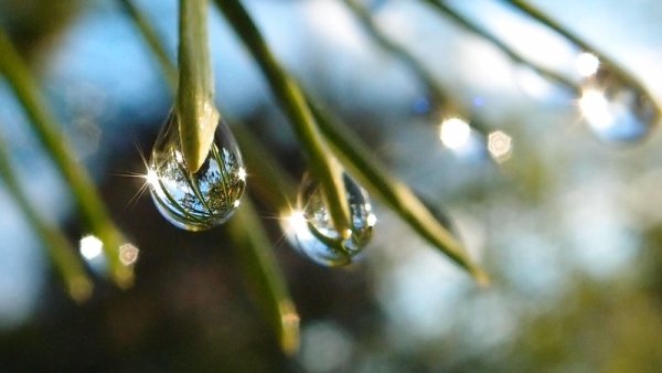 Капля на хвое