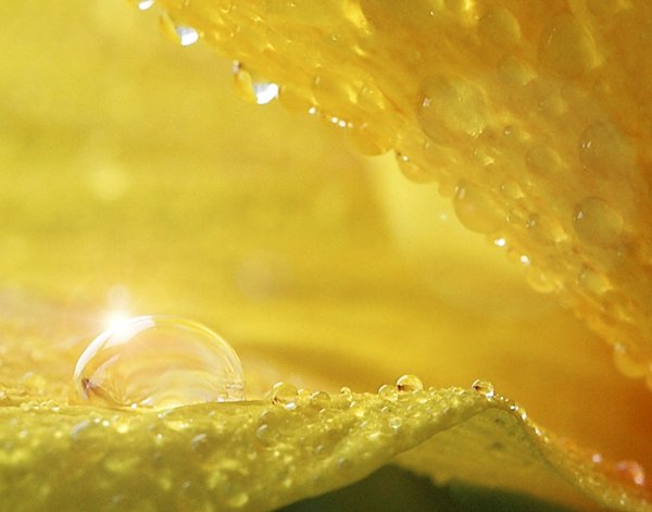 Капля росы в лучах солнца