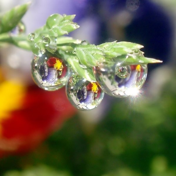 Капли росы на солнце