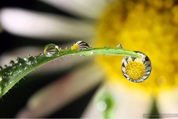 Солнце в каплях росы