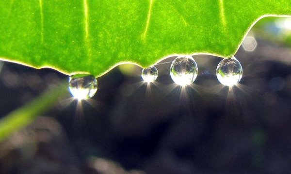 Капли росы в солнечных лучах