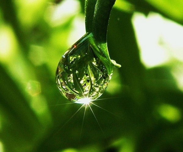 Капельки росы на солнце