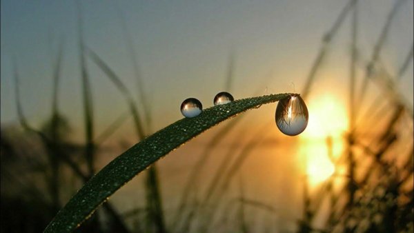 Трава роса рассвет