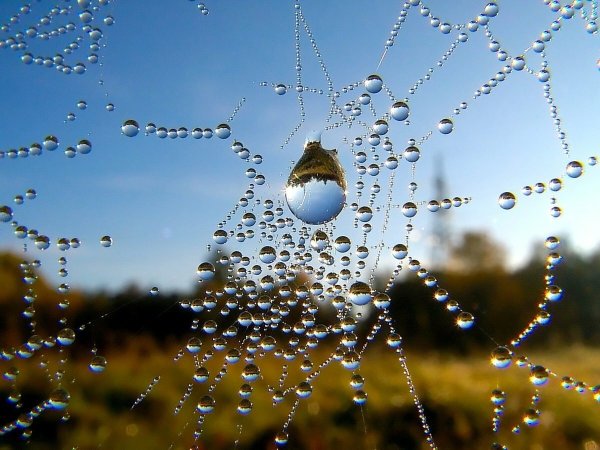 Мир в капле воды