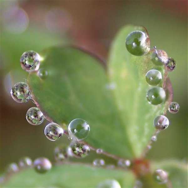 Капля росы в лучах солнца