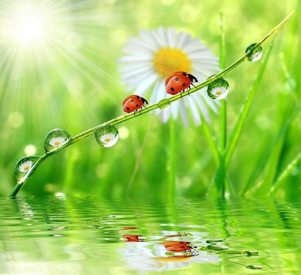 Роса на солнце