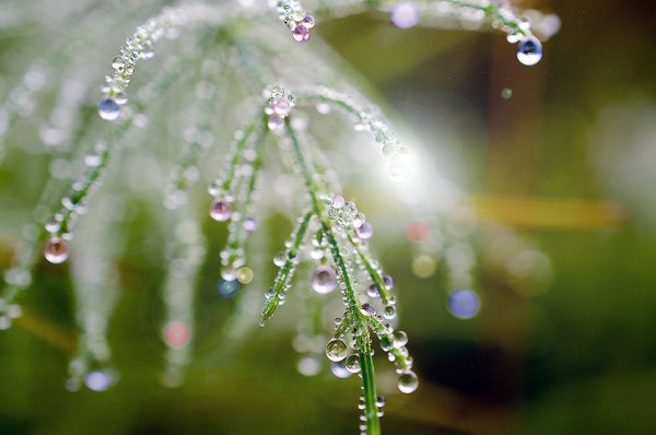 Капля росы на траве