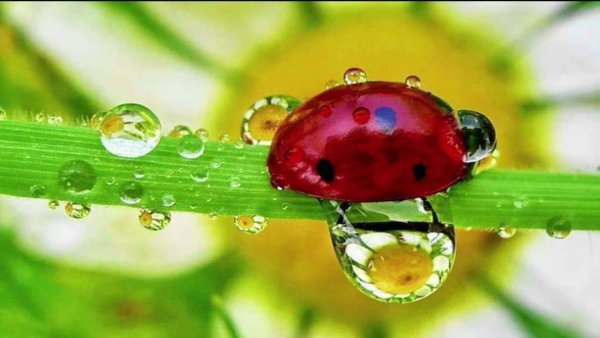 Цветок желтый в росе