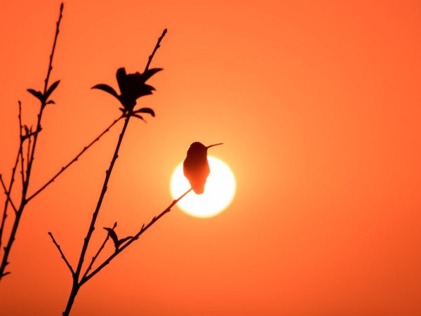 Птица на ветке закат