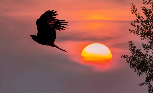 Птица на фоне солнца