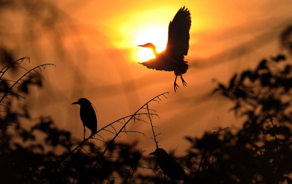 Птицы на закате