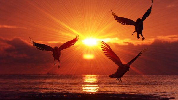 Ворон на фоне солнца