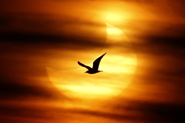 Птица на оранжевом фоне