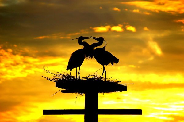 Пейзаж с журавлями