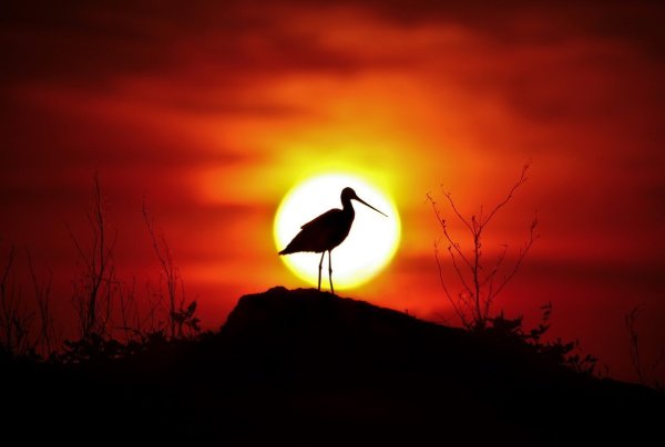 Птицы на рассвете