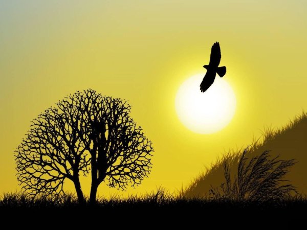 Птица солнца