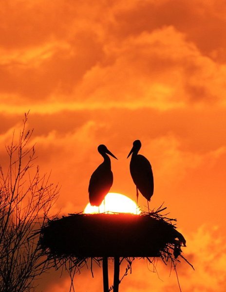 Закат солнца и птицы