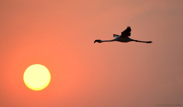 Орел в полете на закате
