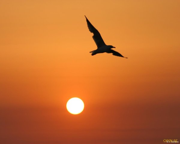 Птица на фоне солнца
