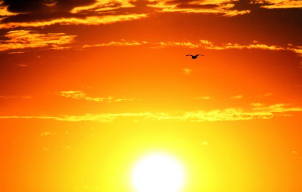 Орел на закате солнца