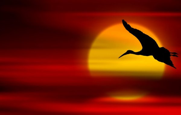 Птицы на рассвете