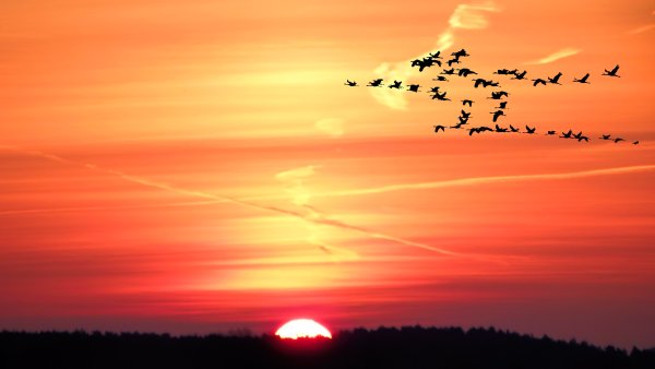 Птички на закате