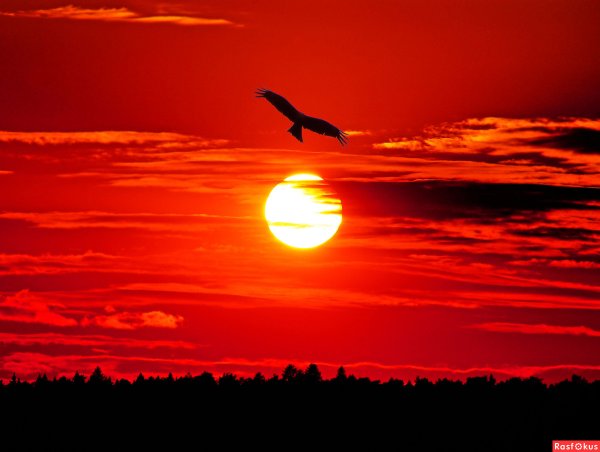Орел на закате