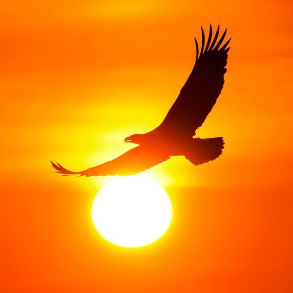 Журавли на Восходе солнца