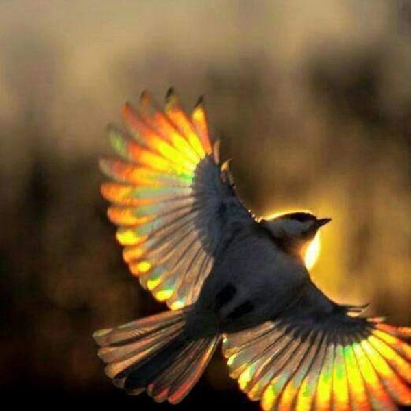 Стая птиц на закате