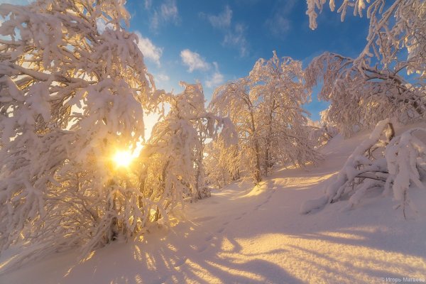 Зимний лес солнце
